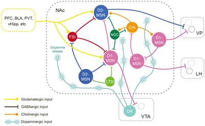 The nucleus accumbens in reward and aversion processing: insights and implications